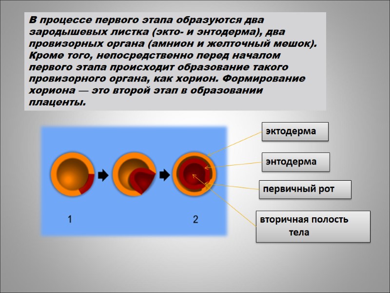 В процессе первого этапа образуются два зародышевых листка (экто- и энтодерма), два провизорных органа